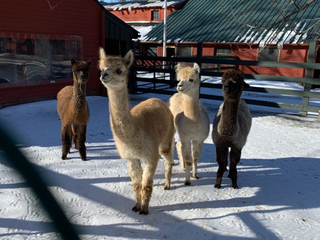 Four alpacas, Abigail's next door neighbors, in the snow.