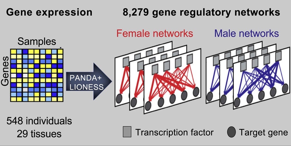 New Study Sheds Light on Sex-Based Differences in Gene Regulation
