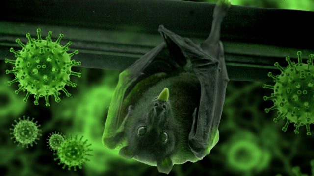 bat and virus cells