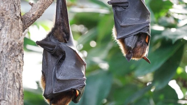 2 bats hanging upside down
