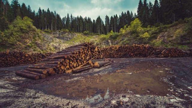 Pile of logs at the edge of a forest