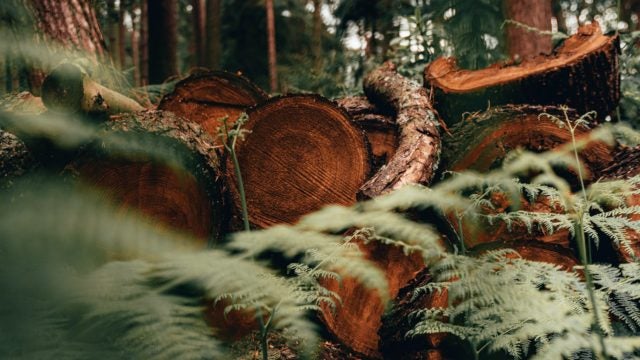 Fallen tree trunks are stacked in a forest