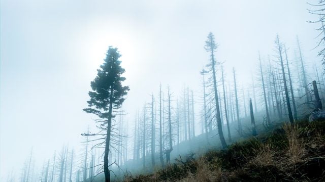 A foggy, skeletal forest
