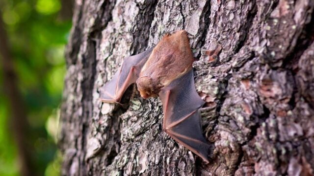 Bat on a tree