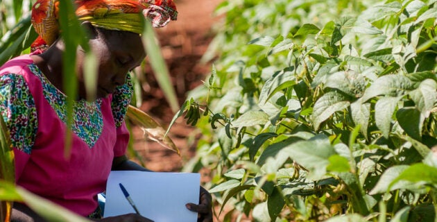 a woman tests climate-smart soil in Kenya