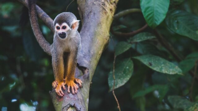 A common squirrel monkey sits on a tree branch in a forest