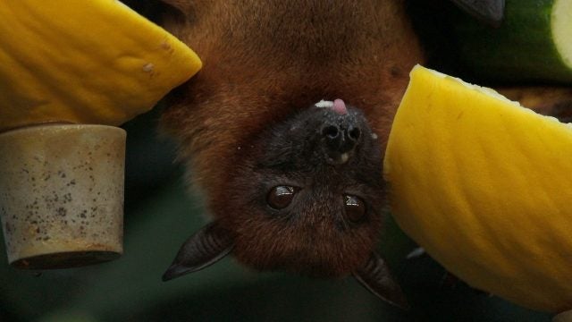 small bat eating fruit