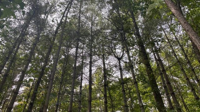 trees in a forest