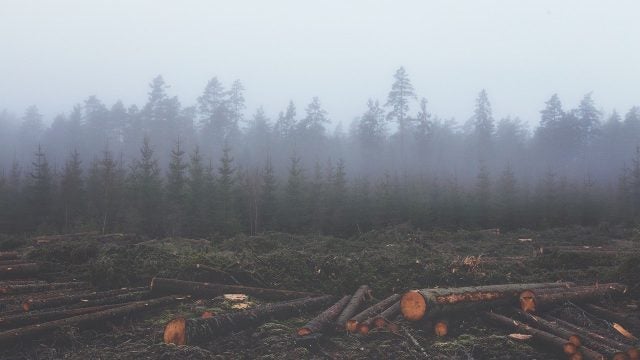 trees chopped down in a forest