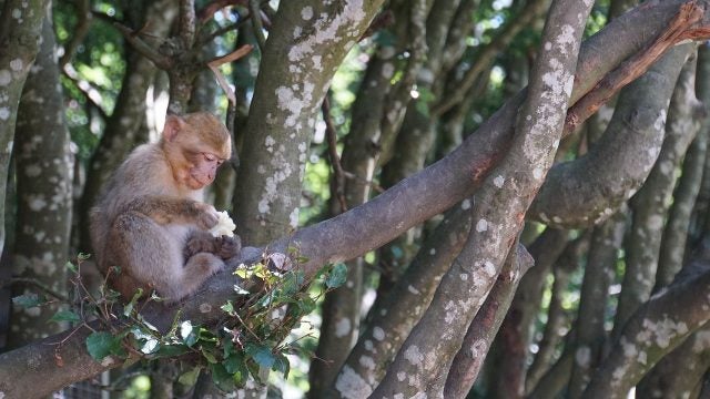 Barbary ape sitting in a tree