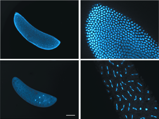 Embryos of cifA/B males show canonical patterns of CI
