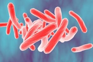 Mycobacterium tuberculosis, 3D illustration
