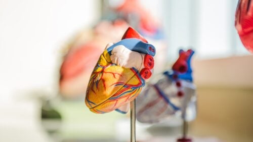 Model of the heart.