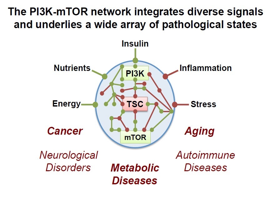 The PI3K-mTOR network integrates diverse signals and underlies a wide array of pathological states