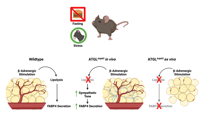 Graphic representation of Sympathetic tone dictates the impact of lipolysis on FABP4 secretion