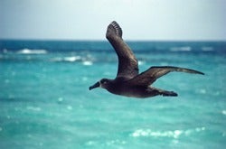 Mercury on the rise in endangered Pacific seabirds