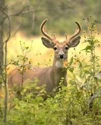 Killing deer not the answer to reducing Lyme Disease, says HSPH scientist