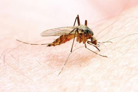 New molecular target for malaria control identified