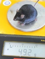 fat-mouse