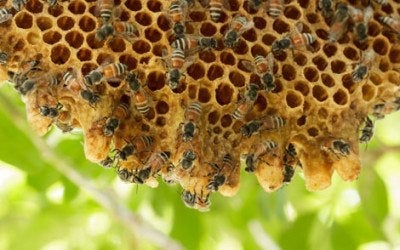 Honey bees on a hive