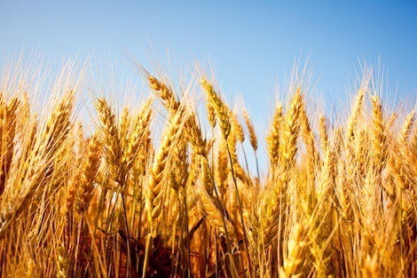 Wheat and nutrition
