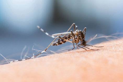 New molecular target identified for treating cerebral malaria