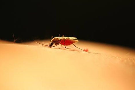 Malaria-mosquito