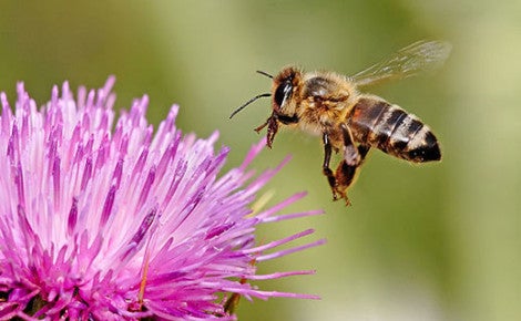Pesticides found in most pollen collected from foraging bees in Massachusetts