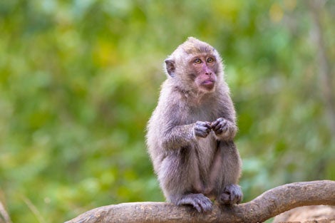 Macaque-monkey