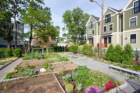 community garden in Boston