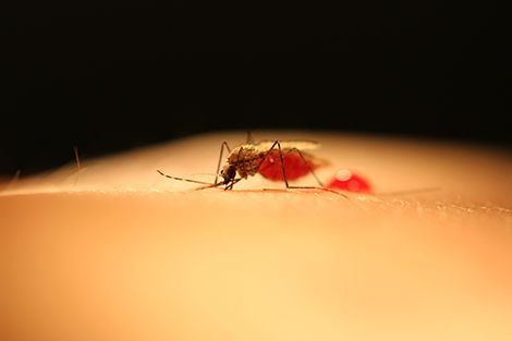 Hormone-disrupting compound could provide new approach to malaria control
