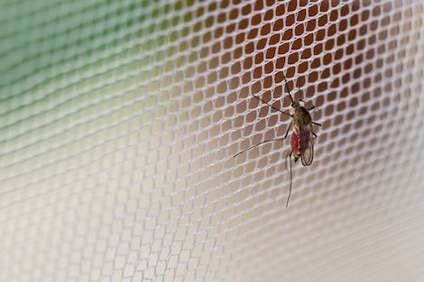 A mosquito lands on a bed net