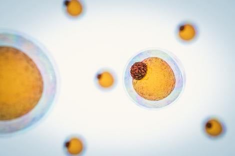 A rendering of fat cells