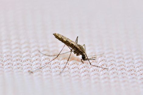A new approach to fighting malaria