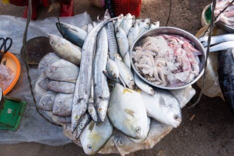 More affordable aquatic foods could prevent 166 million micronutrient deficiencies worldwide