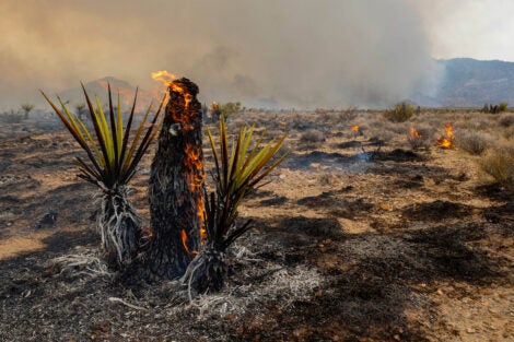 A Joshua Tree burns during the York Fire on July 30, 2023, in the Mojave National Preserve, Calif. 