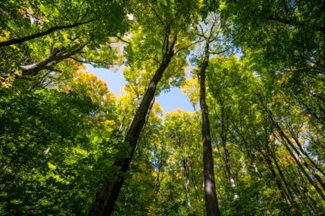 How trees can improve climate, health, mood, and more