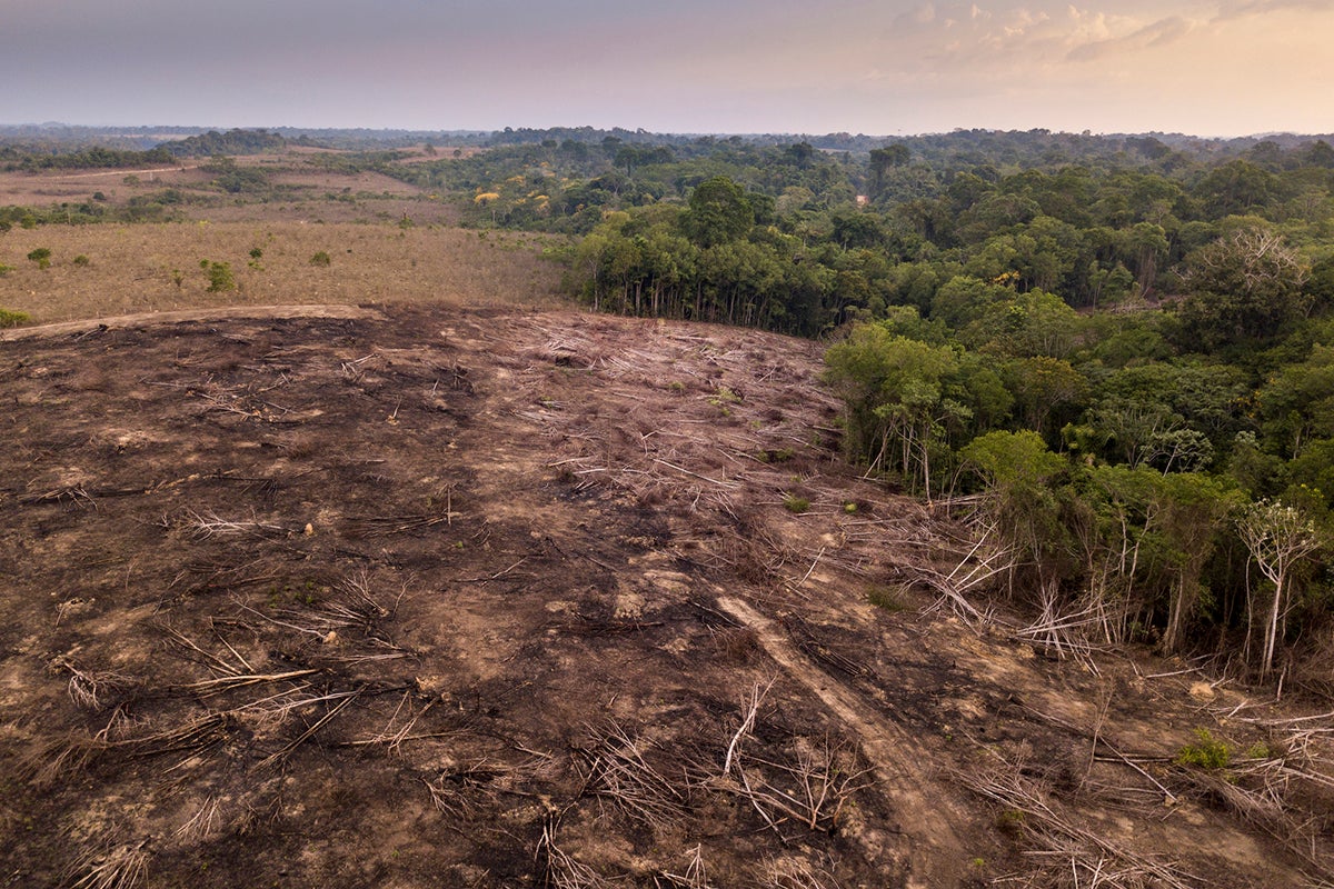 Drone aerial view of deforestation in the  rainforest. Trees cut and  burned on illegally to open land for agriculture and livestock in the  Jamanxim National Forest, Para, Brazil. Environment., News