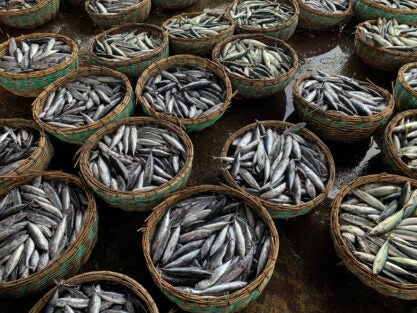 Assessing seafood’s potential to reduce global hunger, improve health
