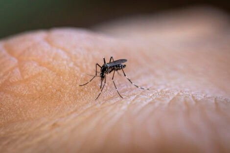 Aedes aegypti mosquito biting human skin. Vector of various diseases such as dengue, zika virus and chikungunya fever. João Pessoa, Paraiba, Brazil.