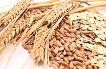 Impact of Wheat Bran Derived Arabinoxylanoligosaccharides and