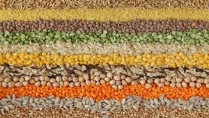a variety of grains and legumes, including brown rice, lentils, peas, sunflower seeds