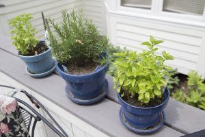 basil rosemary and other herbs