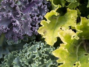 Three colors of kale, purple green, and light green