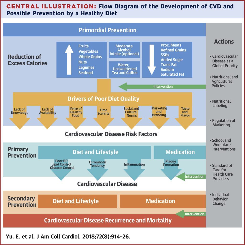 Flow Diagram of the Development of CVD and Possible Prevention by a Healthy Diet