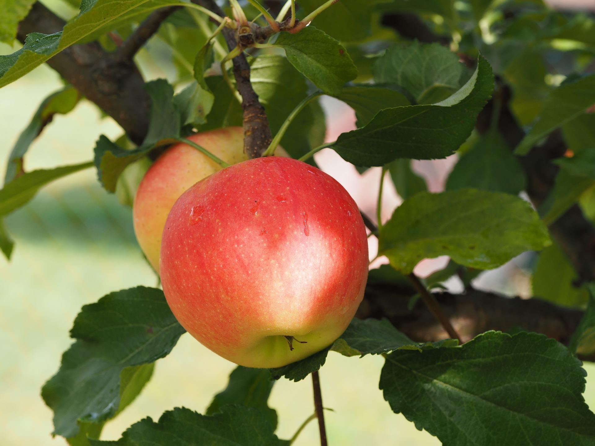 Apples, The Nutrition Source