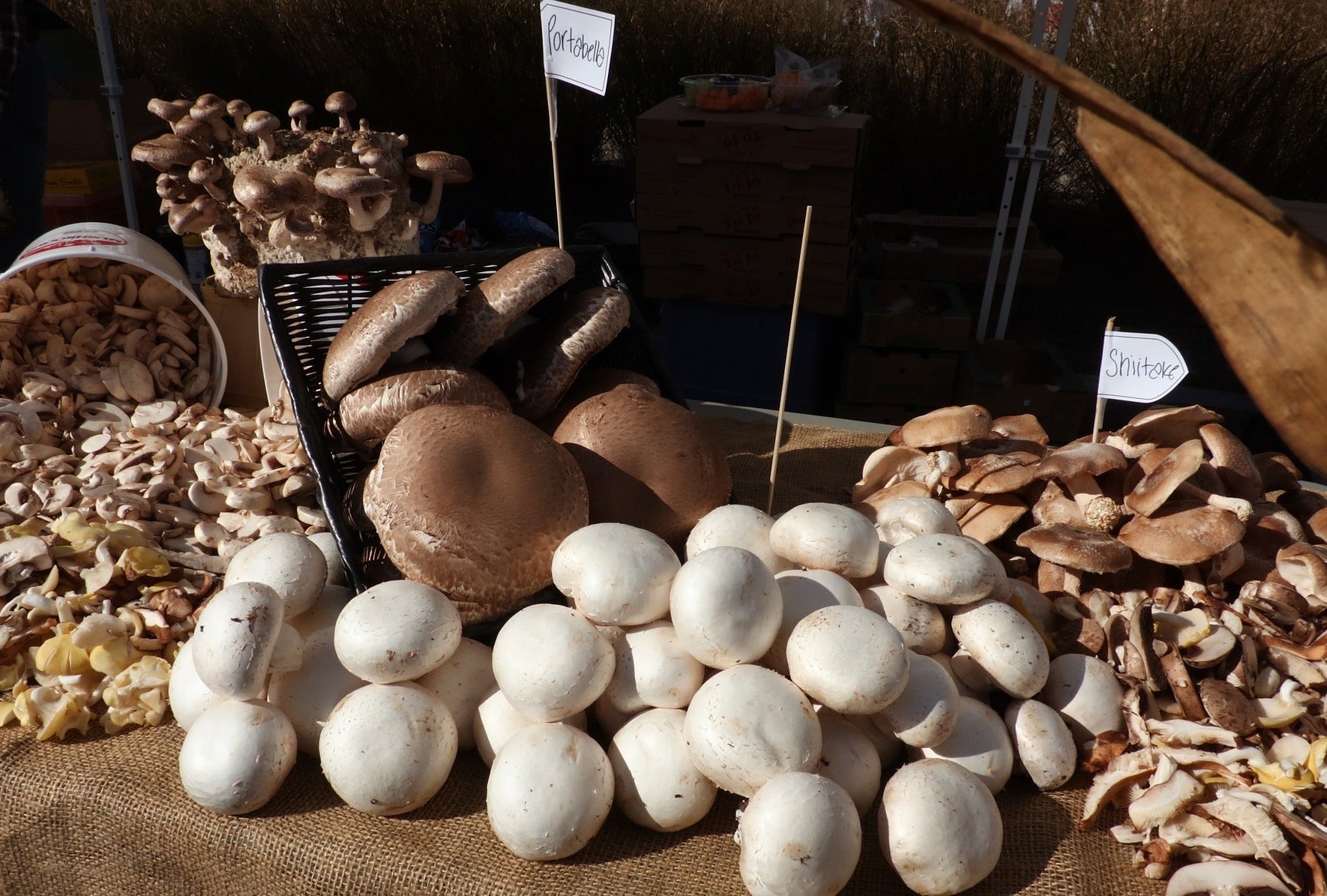 a variety of mushrooms include white button mushrooms, portabello, and shiitake