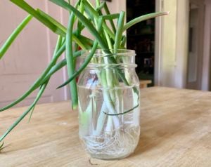 green onions sitting in a jar of water to regrow
