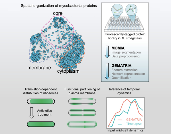 Graphical Abstract of the article showing spatial organization of mycobacterial proteins
