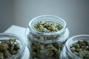 Lack of conclusive evidence on marijuana’s health effects poses public health risk